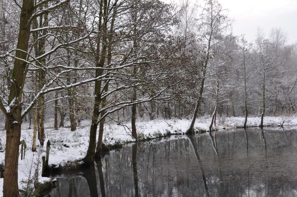 l'étang sous la neige